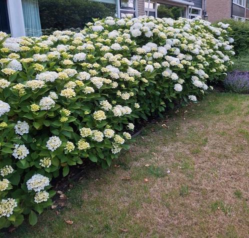 Boeren hortensia wit, Tuin en Terras, Planten | Struiken en Hagen, Struik, Hortensia, 100 tot 250 cm, Ophalen
