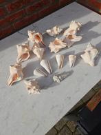Mooie Schelpen Collectie, Verzamelen, Ophalen of Verzenden