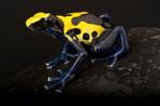 Dendrobates tinctorius, de grootste kwekerij van Europa, Dieren en Toebehoren, Reptielen en Amfibieën, Amfibie
