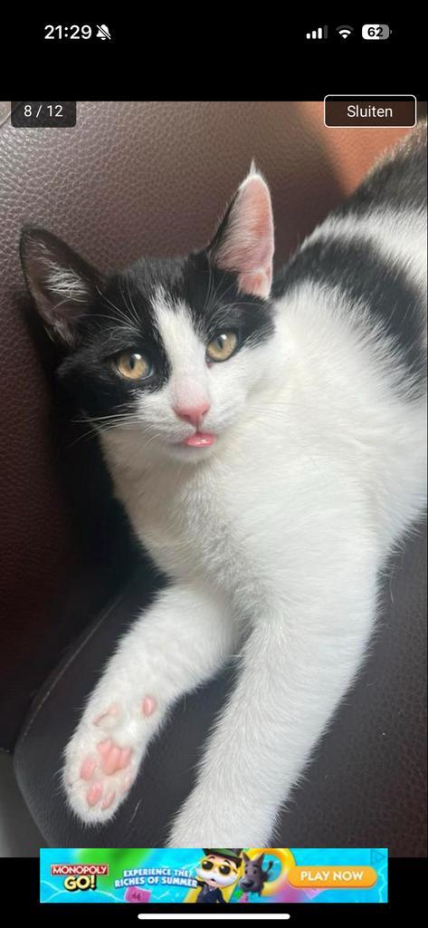 Europese korthaar, 1,5 jaar, superlief & gesteriliseerd, Dieren en Toebehoren, Katten en Kittens | Overige Katten, Poes