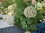 Hortensia annabel, Tuin en Terras, Planten | Tuinplanten, Ophalen, Zomer, Overige soorten, Halfschaduw