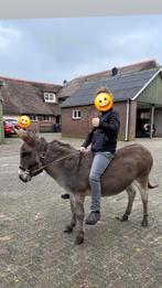 kinder makke ezel merrie + tinker merrie veulen, Dieren en Toebehoren, Mei, Vrouwelijk