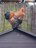 Cochin krielen, Dieren en Toebehoren, Pluimvee, Meerdere dieren, Kip