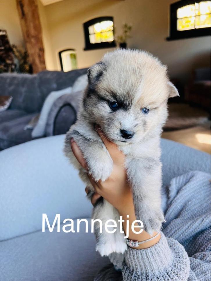 Stamboom pomsky pup’s blauwe ogen, Dieren en Toebehoren, Honden | Poolhonden, Keeshonden en Oertypen, Meerdere dieren, Overige rassen