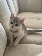 Prachtige Britse Korthaar kitten te koop, Ophalen of Verzenden, Kat