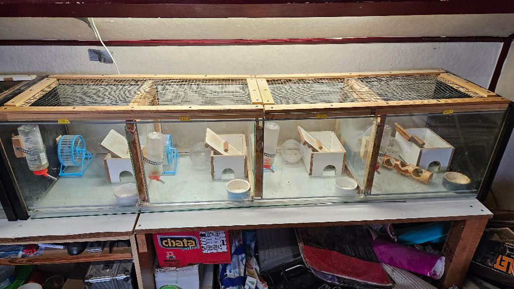 grote hamsterinvertaris, Dieren en Toebehoren, Knaagdieren, Oktober, Meerdere dieren, Hamster