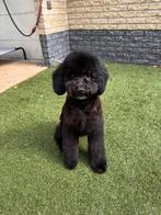 Goldendoodle teefje⭐️🏡❤️, Dieren en Toebehoren, Honden | Niet-rashonden, Rabiës (hondsdolheid), 15 weken tot 1 jaar, Teef, Eén hond