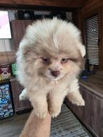 Pomeriaan pup, Rabiës (hondsdolheid), 15 weken tot 1 jaar, Reu, Eén hond