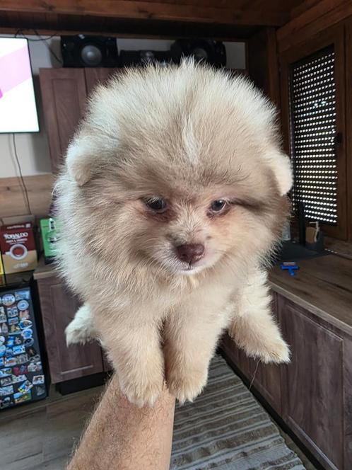 Pomeriaan pup, Dieren en Toebehoren, Honden | Chihuahua's en Gezelschapshonden, Reu, Pekingees of Dwergspaniel, Particulier, Eén hond