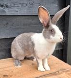 Duitse reus, Dieren en Toebehoren, Konijnen, Vrouwelijk, Groot