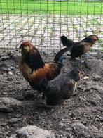 Antwerpse baardkrielen, Dieren en Toebehoren, Pluimvee, Meerdere dieren, Kip