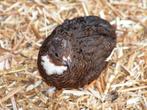 Chinese dwergkwartel hennetjes | Losse hennen te koop, Meerdere dieren, Kip