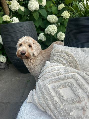 Luxe buiten en binnen kussens te koop. beschikbaar voor biedingen