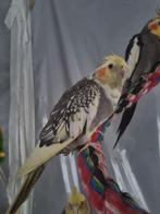 Valkparkiet pop, Dieren en Toebehoren, Vogels | Parkieten en Papegaaien, Vrouwelijk, Parkiet, Tam