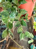 Hoya Krohniana Splash - Pot 12, Ophalen of Verzenden