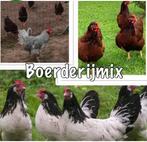 Broedeieren- Boerenmix- verse eieren, Dieren en Toebehoren, Pluimvee, Geslacht onbekend, Kip