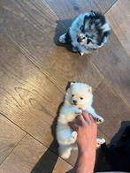 Prachtige Pomeriaan pups, speciale kleuren!, Dieren en Toebehoren, Keeshond, CDV (hondenziekte), 8 tot 15 weken, Meerdere