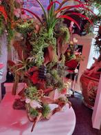 ZEER MOOI OPGEMAAKT KIENHOUT ALS DECORATIE IN UW WOONKAMER, Dieren en Toebehoren, Ophalen, Plant(en), Steen of Hout
