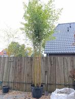 Zeldzame Phyllostachys Aurea Koi Bamboe - 4.5m, Tuin en Terras, Planten | Bomen, Ophalen