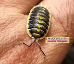 Porcellio flavomarginatus ‘Datca’ (yellow) isopods, Dieren en Toebehoren, Insecten en Spinnen, Overige soorten