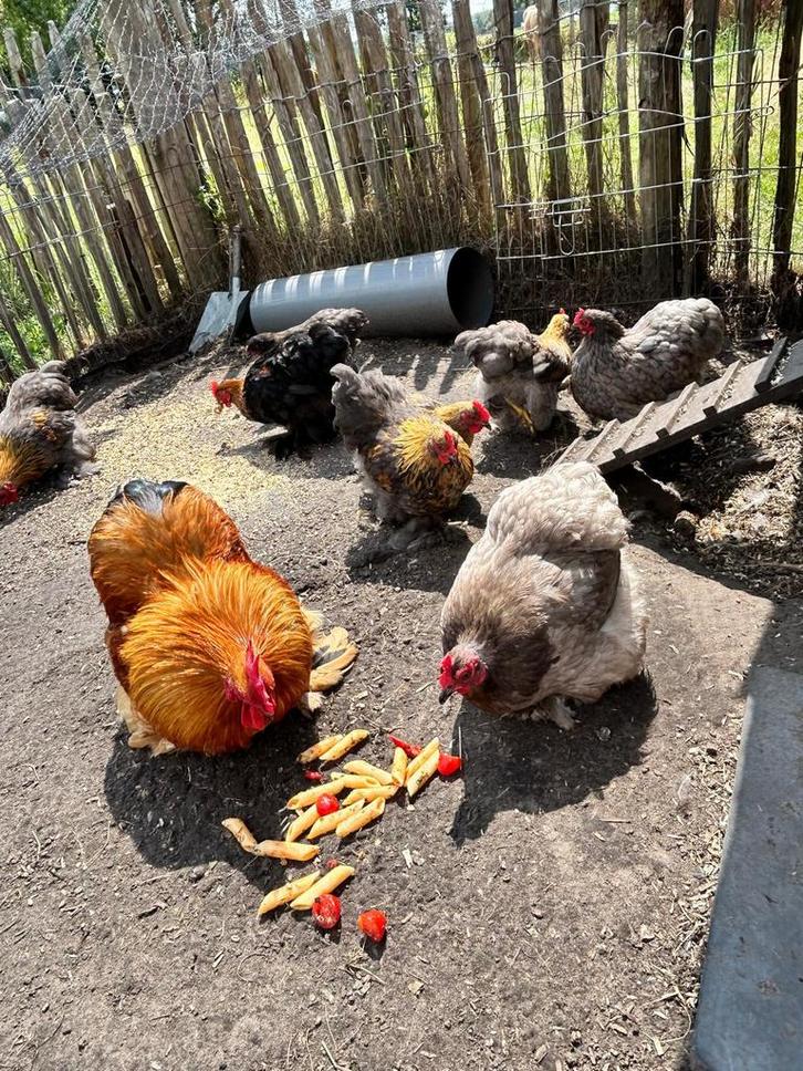 Cochin kriel haantjes gratis, Dieren en Toebehoren, Pluimvee, Kip, Mannelijk