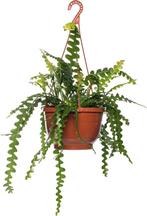 Gezocht: stekjes van kamerplanten, Ophalen, Halfschaduw, Minder dan 100 cm