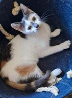 Goed huisje gezocht, Dieren en Toebehoren, Meerdere dieren