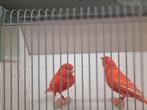 Koppels Rode kanaries, Dieren en Toebehoren, Meerdere dieren, Kleurkanarie