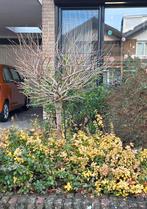 Kleine boom voor brandhout, Bloeit niet, Overige soorten, Minder dan 100 cm, Ophalen