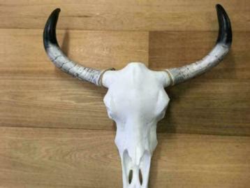 Bizon skull spanwijdte ruim 70cm  mt zwarte hoorns. beschikbaar voor biedingen