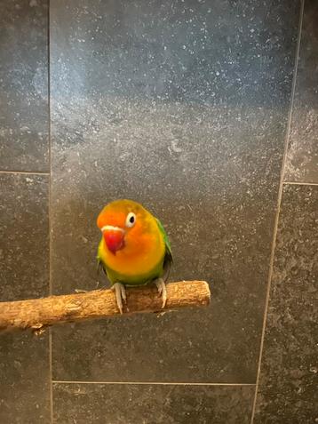 Leuke vrolijke tamme jonge Agapornis. Leuke huis vogel! beschikbaar voor biedingen