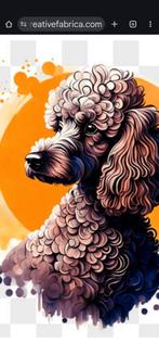 Gezocht herplaatser Doodle of koningspoedel, 1 tot 2 jaar, Eén hond, Nederland, Particulier