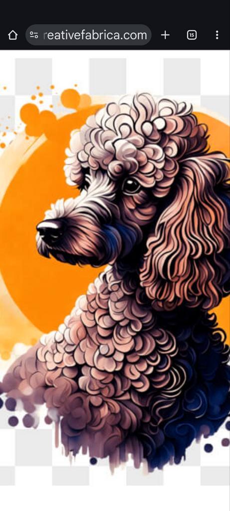 Gezocht herplaatser Doodle of koningspoedel, Dieren en Toebehoren, Honden | Retrievers, Spaniëls en Waterhonden, Reu, Overige rassen