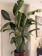 Strelitzia Nicolai XXXL, Huis en Inrichting, Kamerplanten, Ophalen, Overige soorten, 150 tot 200 cm, Volle zon