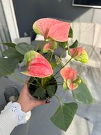 Anthurium Pink 'Flamingo Plant' - Kamerplant, Overige soorten, Vaste plant, Ophalen of Verzenden, Bloeit niet