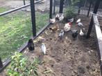 Krielkipjes te koop €10,—, Dieren en Toebehoren, Meerdere dieren, Kip