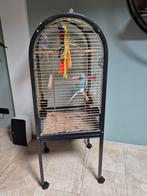 Koppel jonge halsbandparkieten, Dieren en Toebehoren, Meerdere dieren, Parkiet