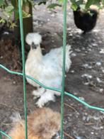 Zijdehoen/ zijdehoender paint haan gratis, Dieren en Toebehoren, Mannelijk, Kip