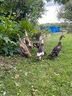 Loopeenden (tam), Dieren en Toebehoren, Pluimvee, Meerdere dieren, Eend
