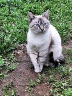 SILVER 7-8 mnd. Bulgarije vol vertrouwen/cats/dogs, Dieren en Toebehoren, Katten en Kittens | Overige Katten, Poes, Kortharig