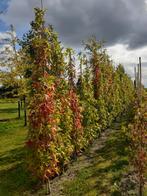 Zuil Amber bomen, Tuin en Terras, Planten | Bomen, Ophalen, Volle zon, Overige soorten