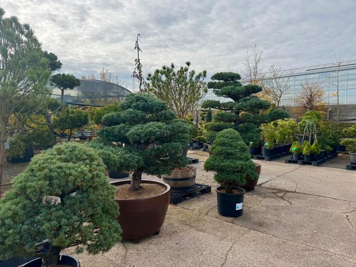 Vormsnoeibomen: Pinus, Taxus, Juniperus & meer, Tuin en Terras, Planten | Bomen, Overige soorten, 100 tot 250 cm, Volle zon, Bloeit niet