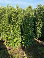Portugese laurier tot 300 cm hoog, nu uitzoeken, Tuin en Terras, Ophalen