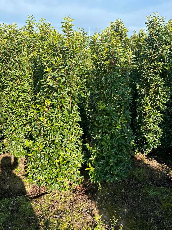 Portugese laurier tot 300 cm hoog, nu uitzoeken, Tuin en Terras, Planten | Struiken en Hagen, Ophalen