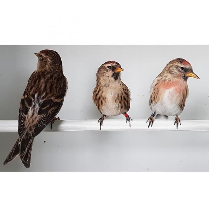 barmsijzen of heivinken, Dieren en Toebehoren, Vogels | Overige Vogels, Wildzangvogel, Meerdere dieren, Geringd