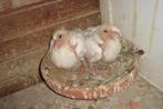 witte post duiven, Dieren en Toebehoren, Vogels | Duiven, Meerdere dieren, Postduif