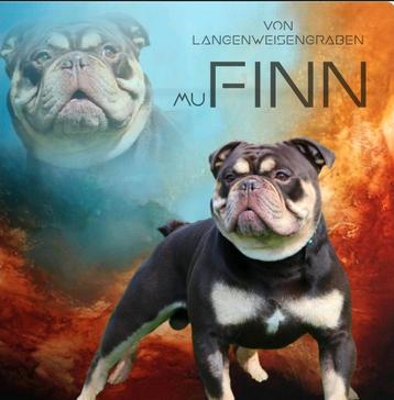 Prachtige chocotricolor Old English Bulldog reu, getest  beschikbaar voor biedingen