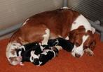 Cavalier King Charles Spaniel . . . (outcross), Dieren en Toebehoren, Honden | Retrievers, Spaniëls en Waterhonden, Nederland