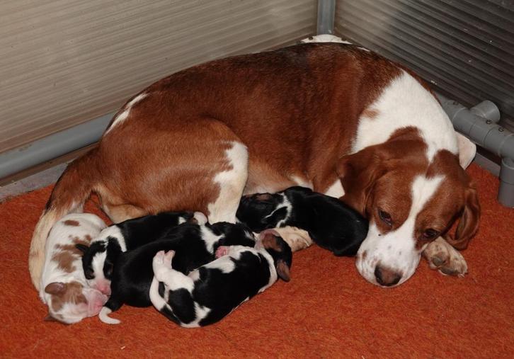 Cavalier King Charles Spaniel . . . (outcross), Dieren en Toebehoren, Honden | Retrievers, Spaniëls en Waterhonden, Meerdere dieren