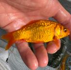 Oranje volschub spiegelgiebel!! Zeer zeldzaam, Dieren en Toebehoren, Karper of Koi